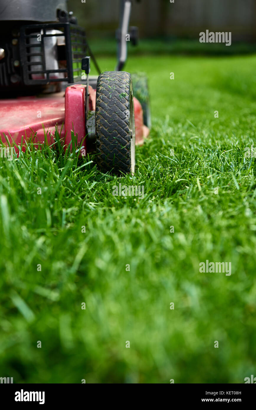 Low Angle Nahaufnahme von Rasenmäher schneiden frisches grünes Gras Stockfoto