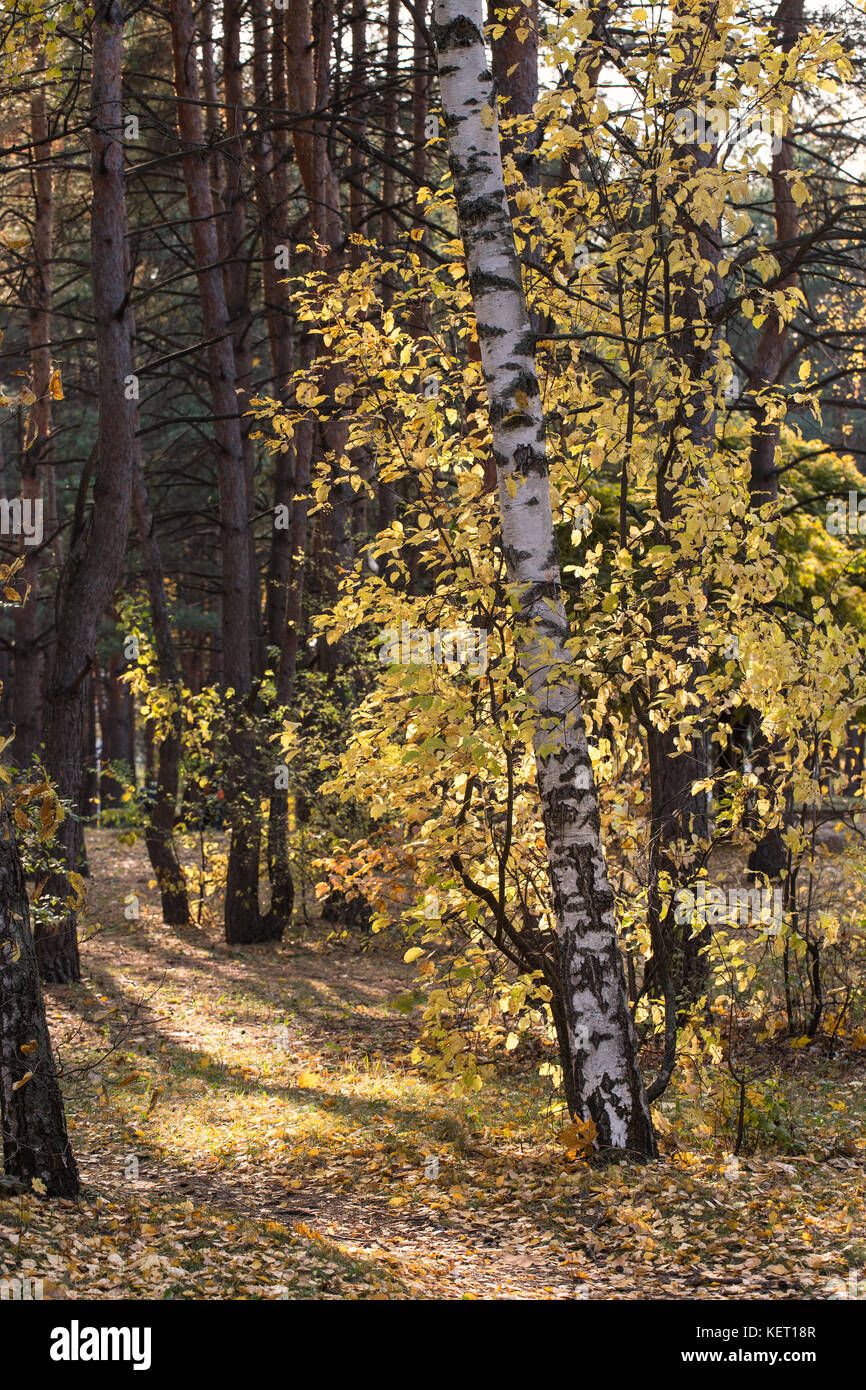Schöne Herbst Wald oder Park Laub, Herbst im Freien Natur Stockfoto