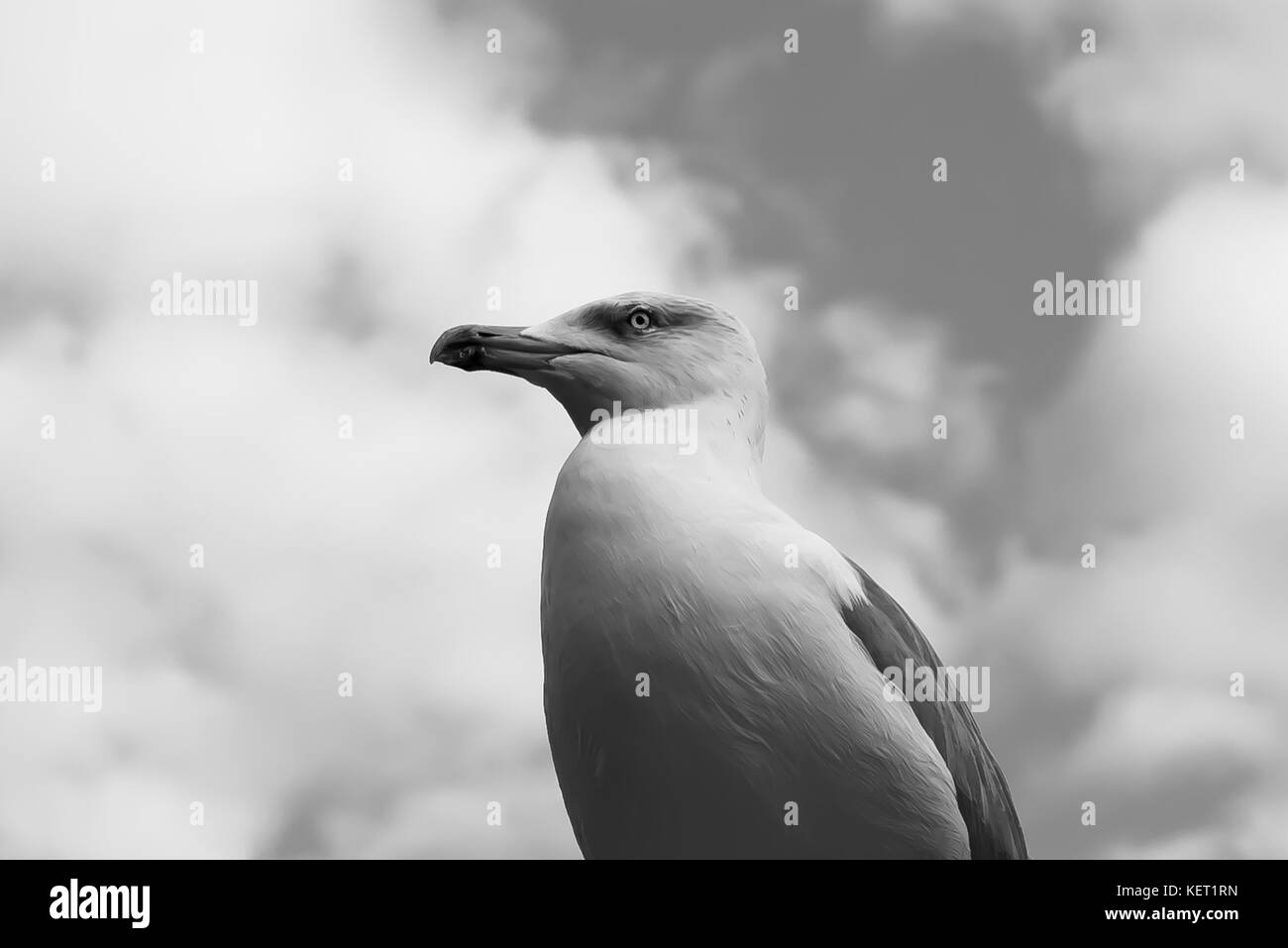 Möwe in Rom, Italien - Möwen sind Seevögel der Familie laridae in der Unterordnung lari. Stockfoto