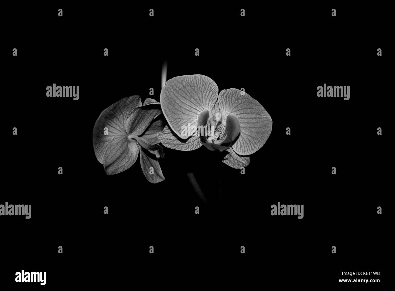 Orchidee Blumen in der Nähe auf schwarzem Hintergrund in Schwarz und Weiß Stockfoto