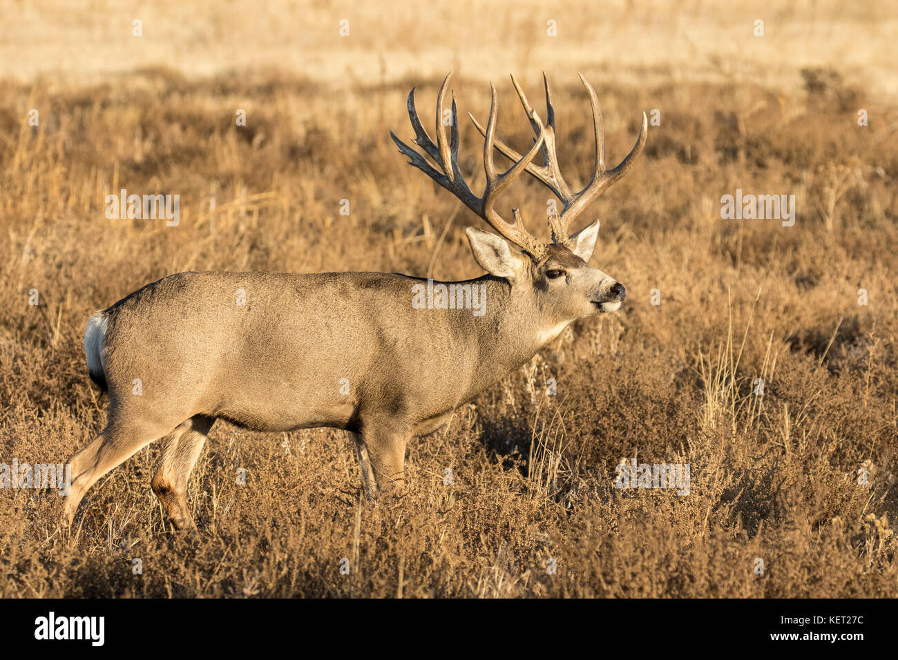 Trophäen-Maultierhirsch-Bock während der Herbstrute in Colorado Stockfoto