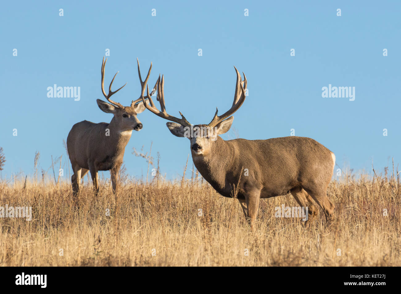 Trophäen-Maultierhirsch-Bock während der Herbstrute in Colorado Stockfoto