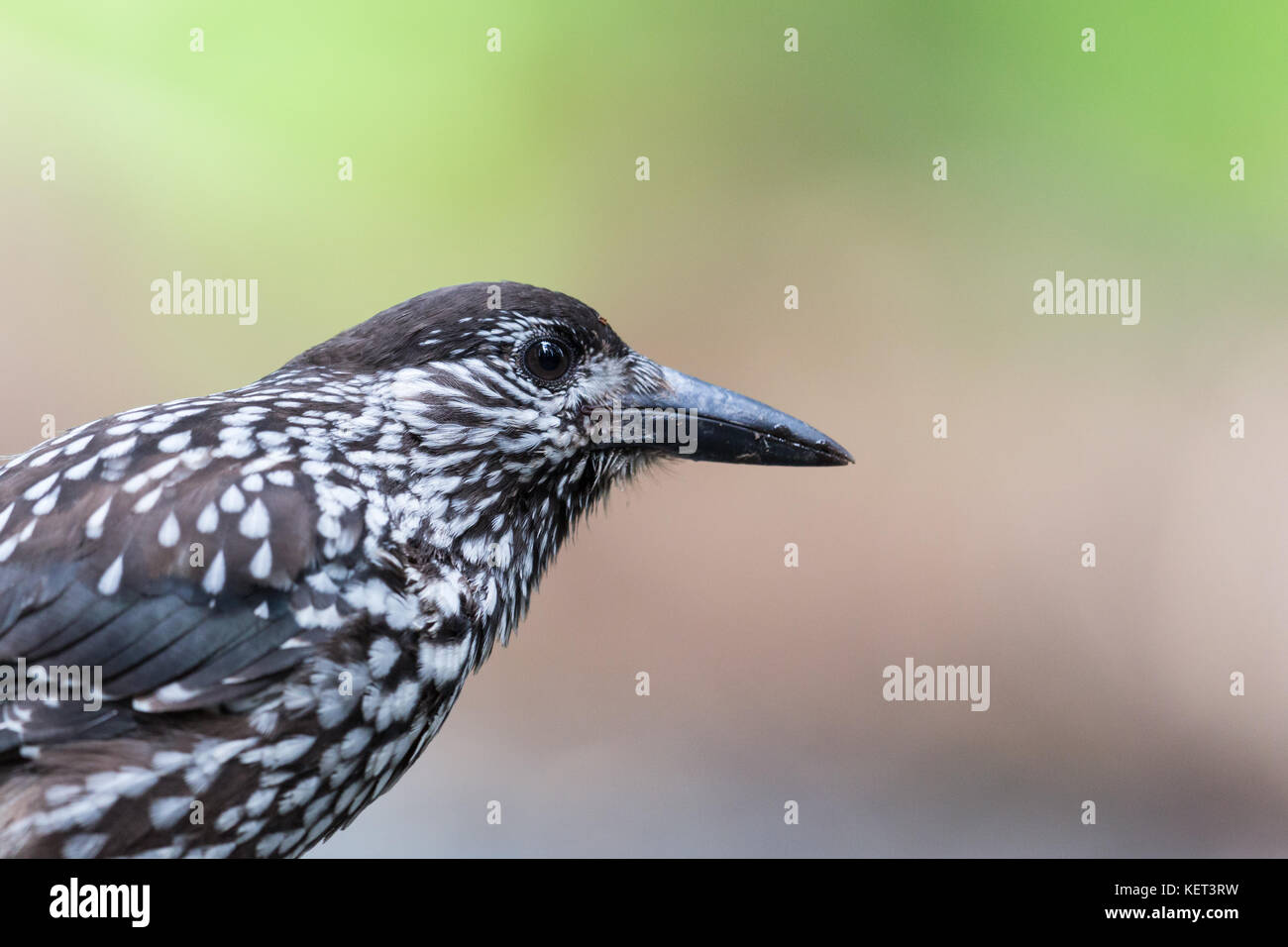 Portrait von natürlichen beschmutzt Nussknacker (Nucifraga caryocatactes) Vogel Stockfoto