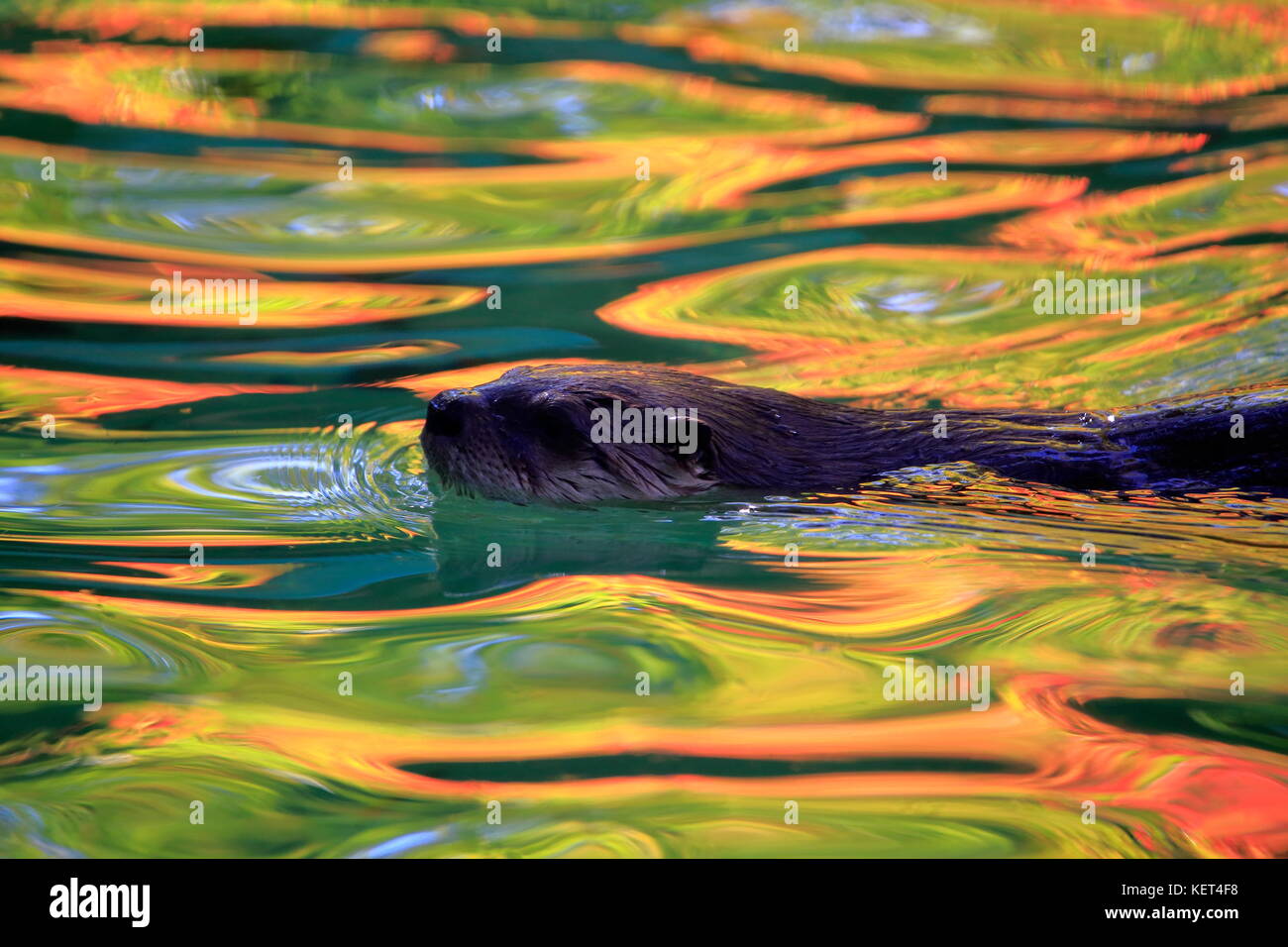 Ein Fluss Otter schwimmt im Herbstwald Reflexionen Stockfoto