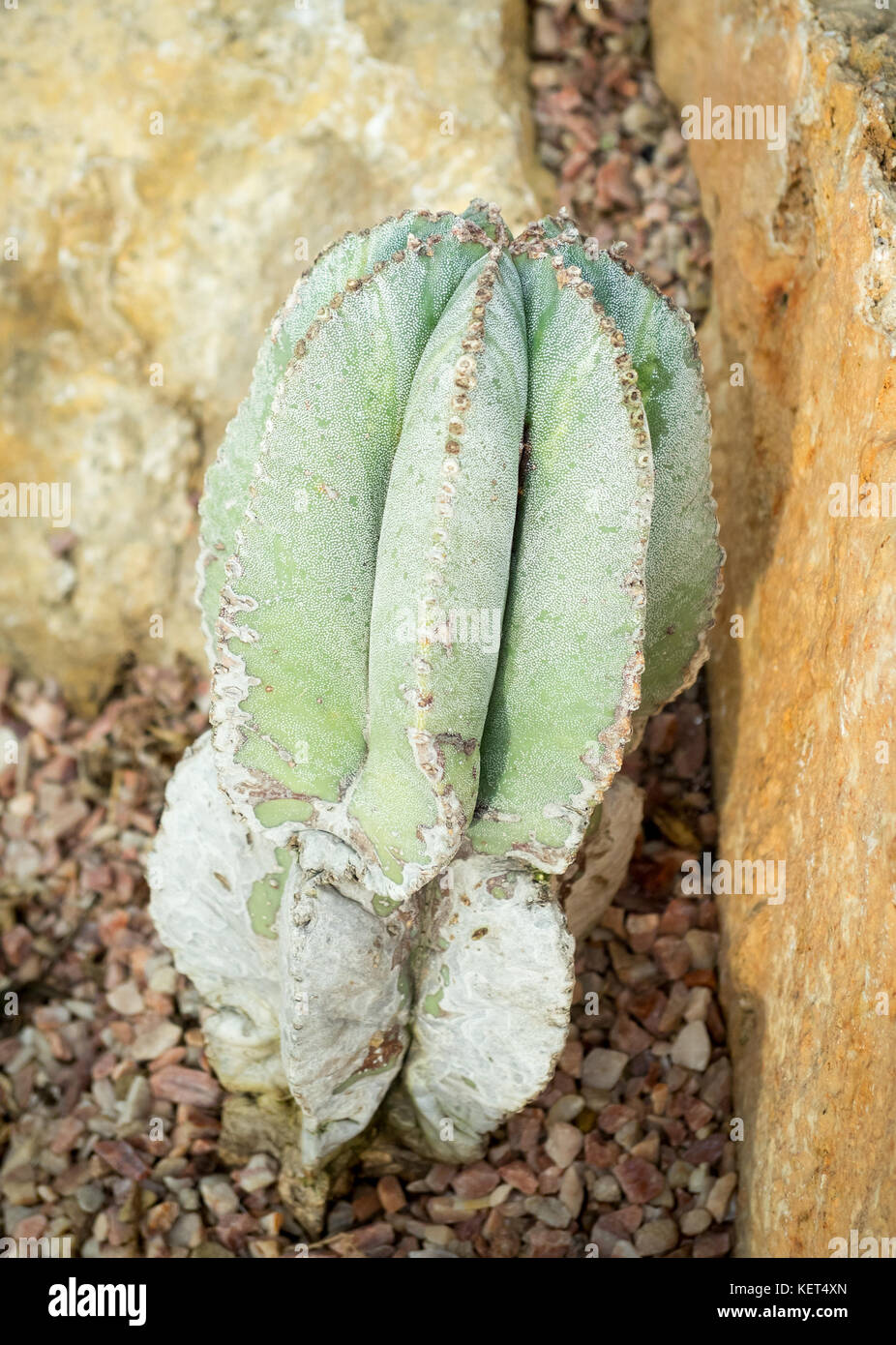 Ein astrophytum myriostigma, der auch als Bischof cap Cactus bekannt,  Bishop's Hut oder der Bischofsmtze Kaktus Stockfotografie - Alamy