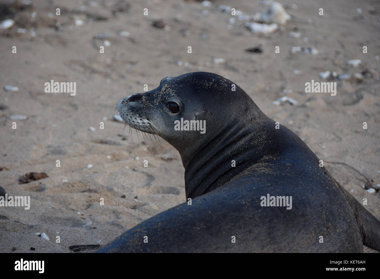 Hawaiian monk seal entlang Ka'ena Point trail auf Oahu, Hawaii Stockfoto