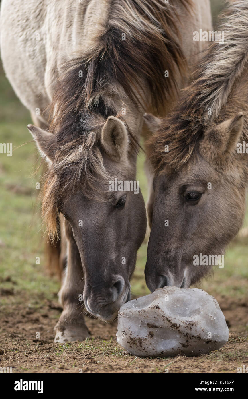 Tarpan Pferde, Wiedereinführung in Spanien Stockfoto