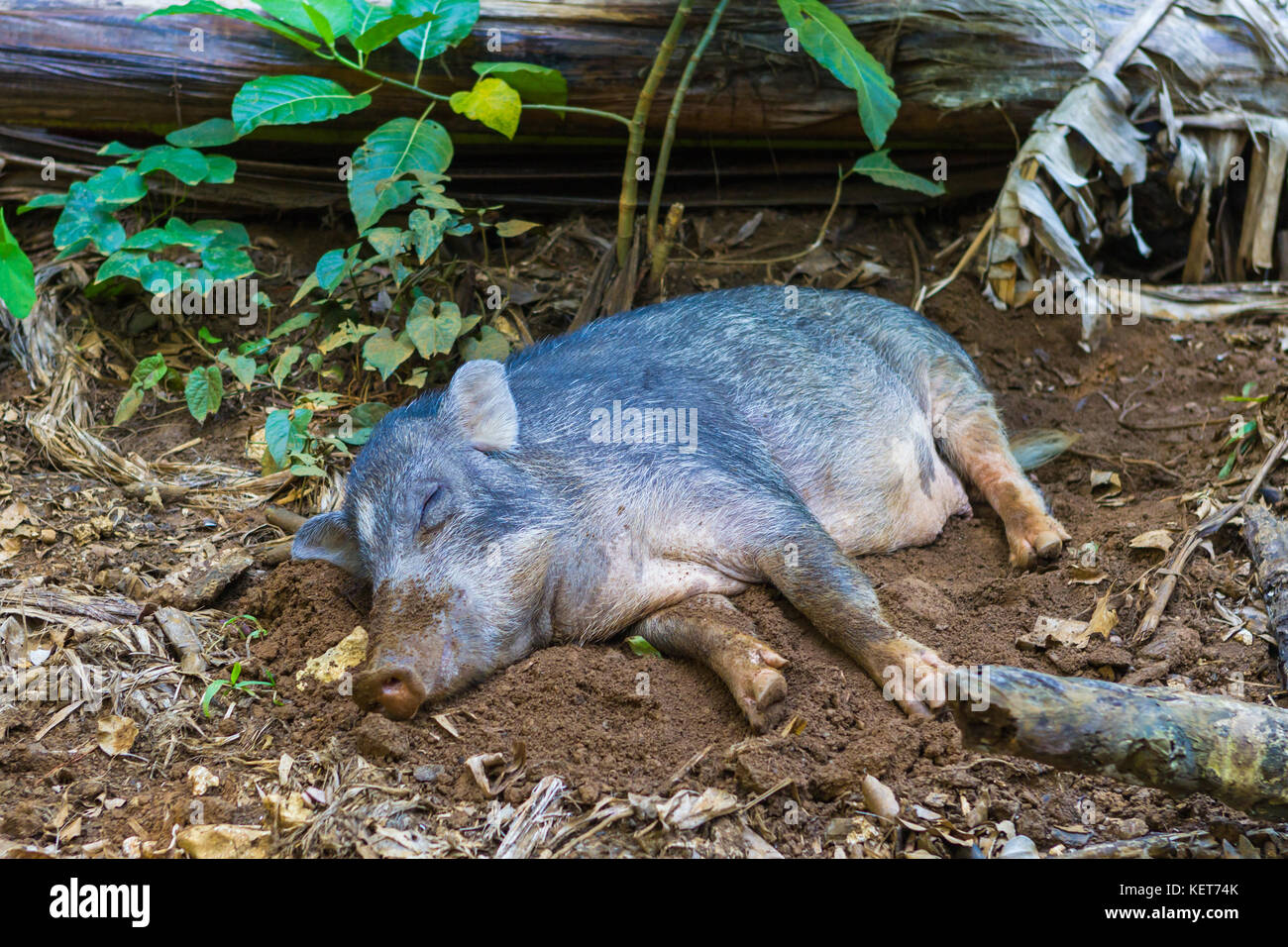 Schlafsack wildes Schwein. Stockfoto