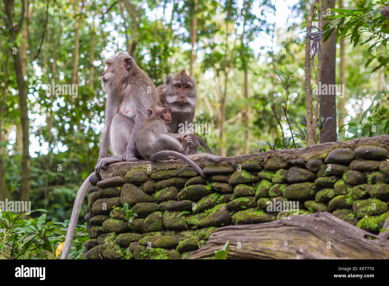 Affenwald von Ubud. Bali, Indonesien. Stockfoto