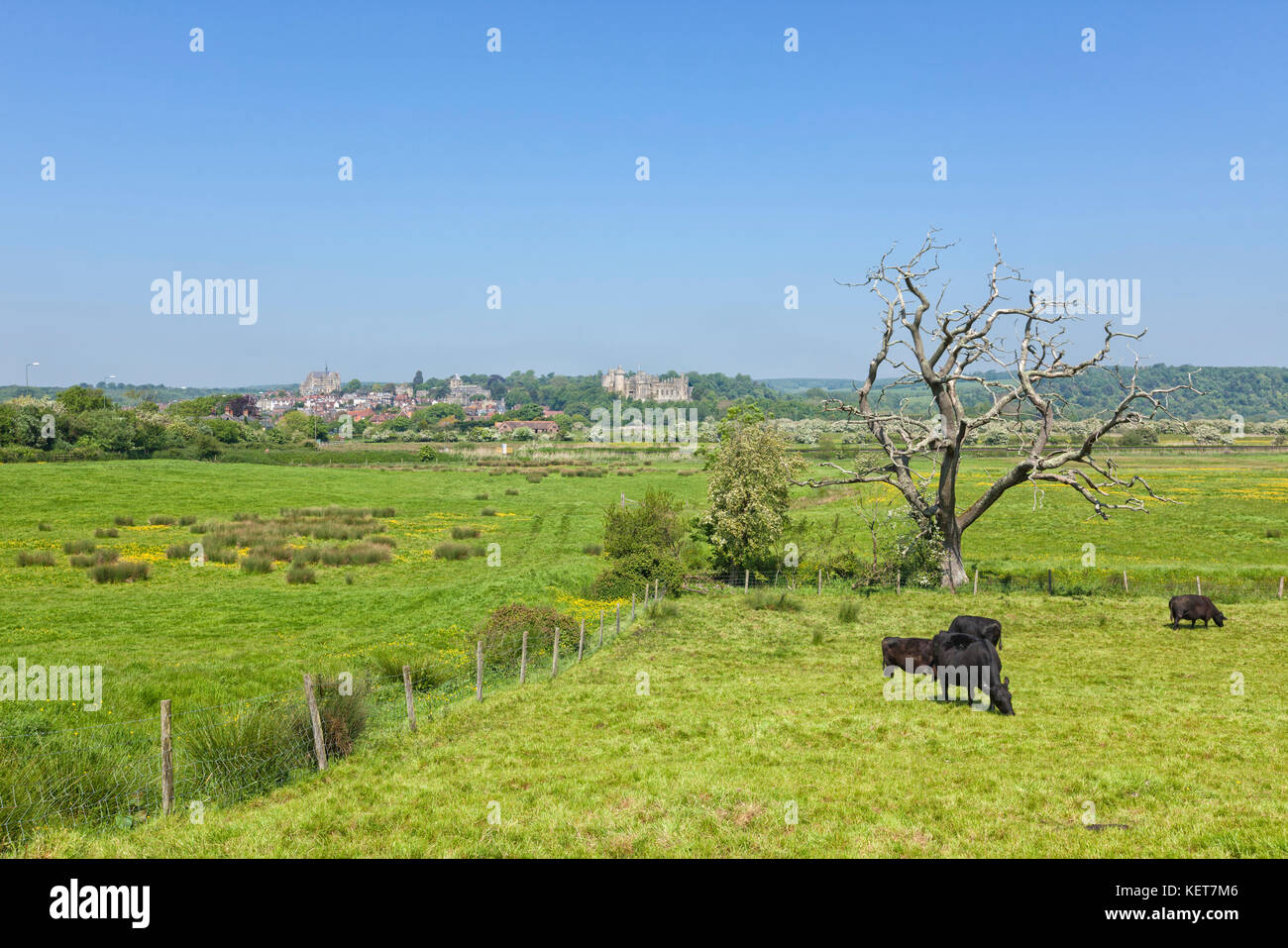 Landschaft in der Nähe von Arundel, East Sussex, mit schwarzen Kühe auf der Wiese Stockfoto