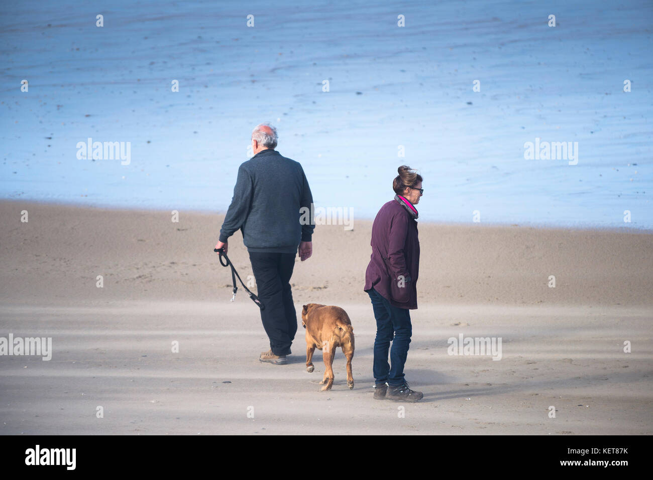 Hundespaziergängen - Hundespaziergänger am Fistral Beach in Newquay Cornwall. Stockfoto