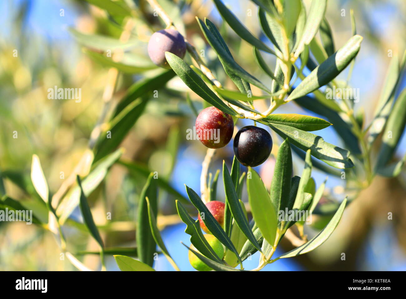 Oliven Stockfoto