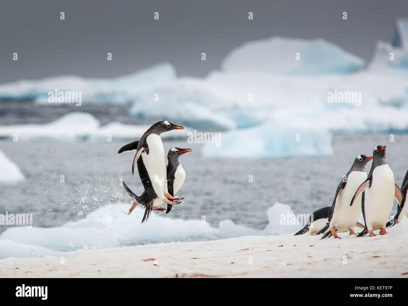 Unglaubliche Bilder haben eine WATSCHELN von Gentoo Penguins tanzen am Wasser wie eine Szene aus der hit Animationsfilm Happy Feet erfasst. Der stun Stockfoto