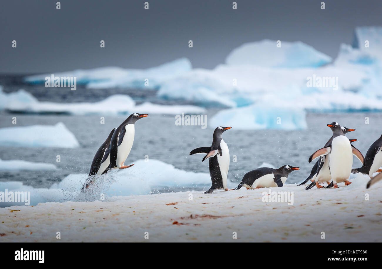 Unglaubliche Bilder haben eine WATSCHELN von Gentoo Penguins tanzen am Wasser wie eine Szene aus der hit Animationsfilm Happy Feet erfasst. Der stun Stockfoto