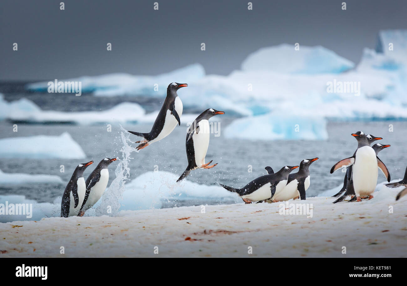 Unglaubliche Bilder haben eine WATSCHELN von Gentoo Penguins tanzen am Wasser wie eine Szene aus der hit Animationsfilm Happy Feet erfasst. Der stun Stockfoto