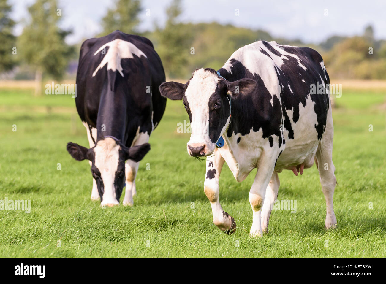 Zwei niederländische schwarze und weiße Kühe grasen in einem Feld im Sommer. Stockfoto