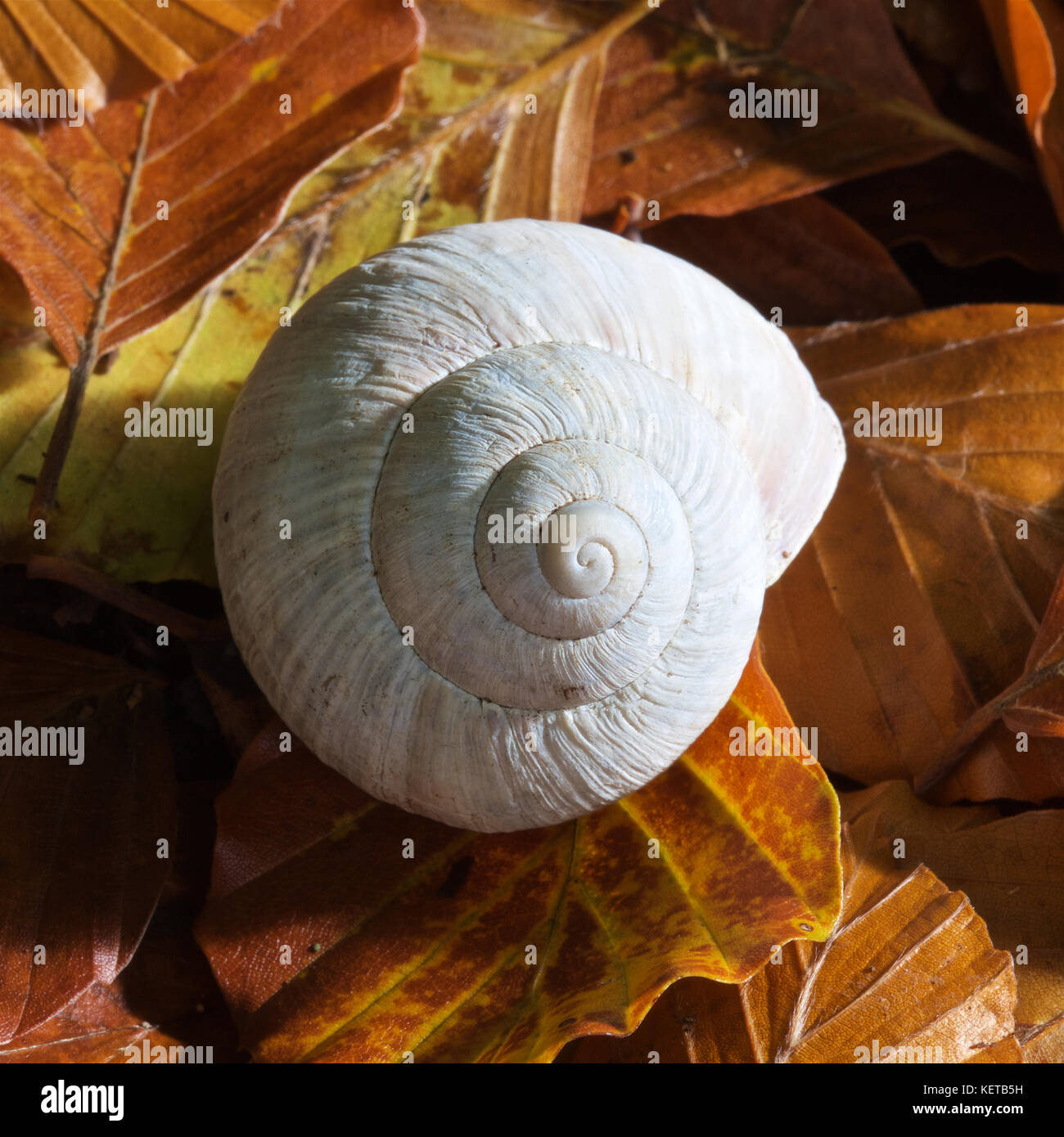 Eine römische Schneckenhaus liegen auf Buche Blätter. Stockfoto