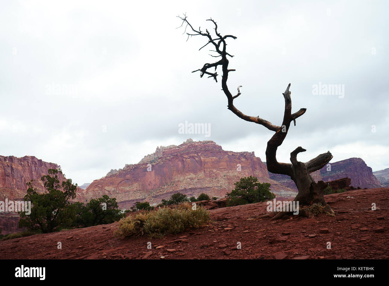 Toter Baum und rote Felsen im Panorama Point, Capitol Reef National Park, Utah, USA Stockfoto