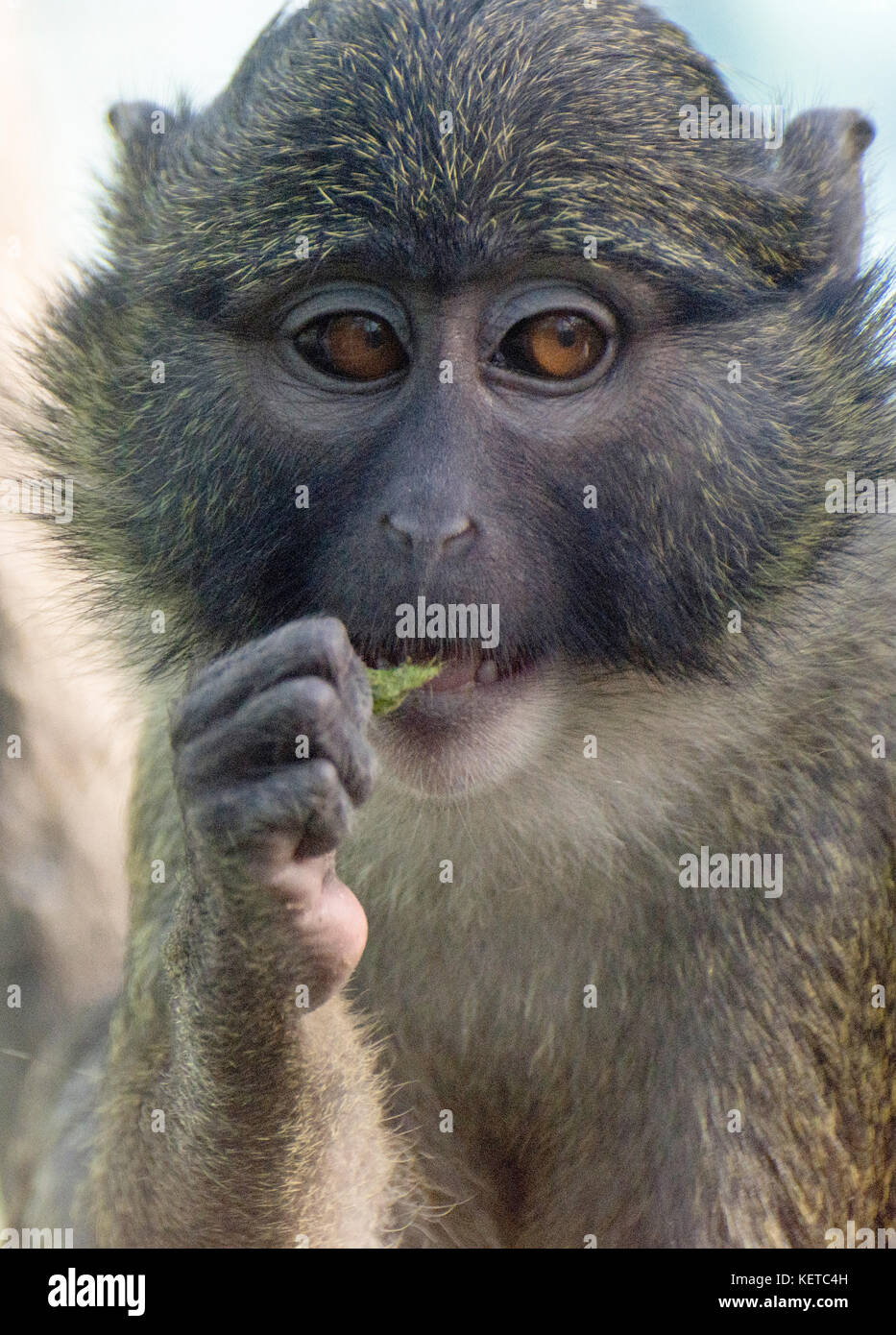 Ein Sumpf monkey Kaut ein Blatt an den National Zoo, Washington, DC. Stockfoto