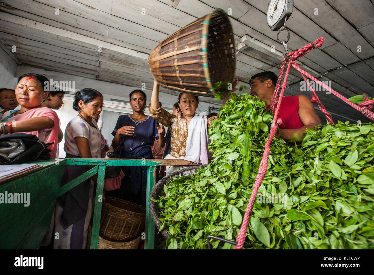 Die Leute an der Kaffee die Blätter rishehaat Darjeeling Indien Westbengalen Asien Stockfoto