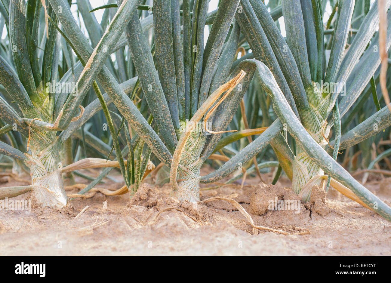 Weiße Zwiebelzwiebeln für die dehydrierte Lebensmittelindustrie. Nahaufnahme. Guadiana Meadows, Badajoz, Spanien Stockfoto