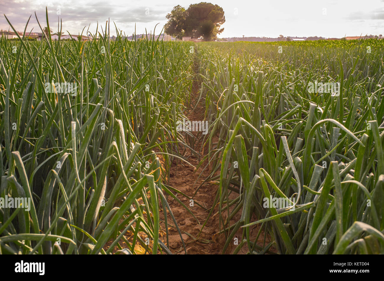 Zwiebeln werden bei Sonnenuntergang für die dehydrierte Lebensmittelindustrie eingesetzt. Badajoz, Spanien Stockfoto