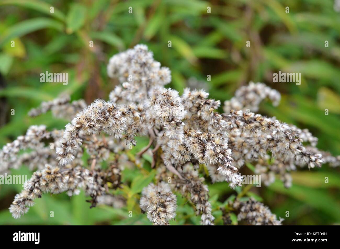 Image d'une fleur à l'automne durant une marche familiale au bois de l'Équerre à Laval. Stockfoto