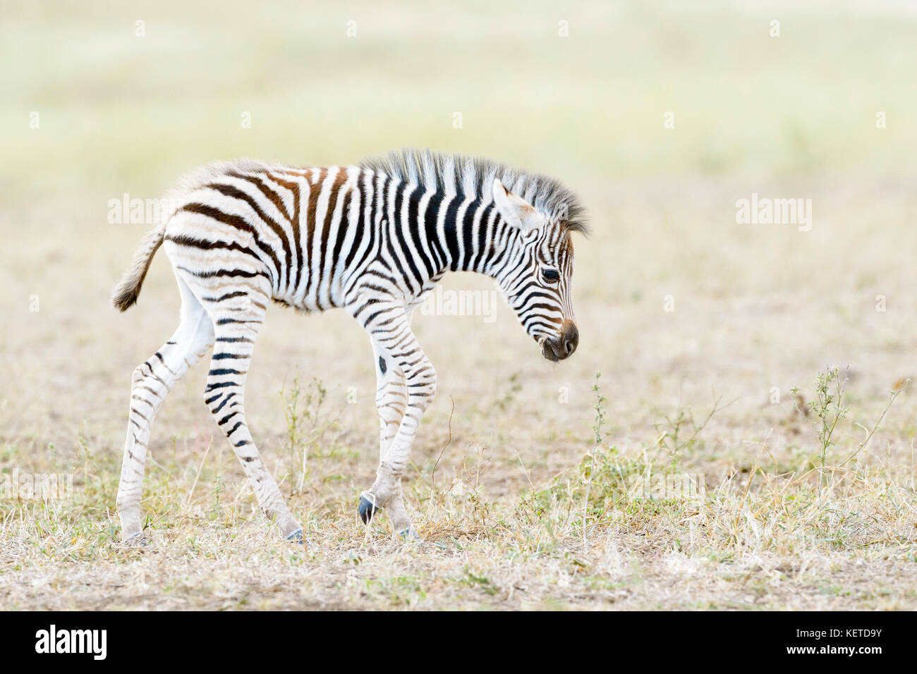 Ebenen Zebras (Equus quagga) Fohlen zu Fuß auf der Savanna, Krüger Nationalpark, Südafrika Stockfoto