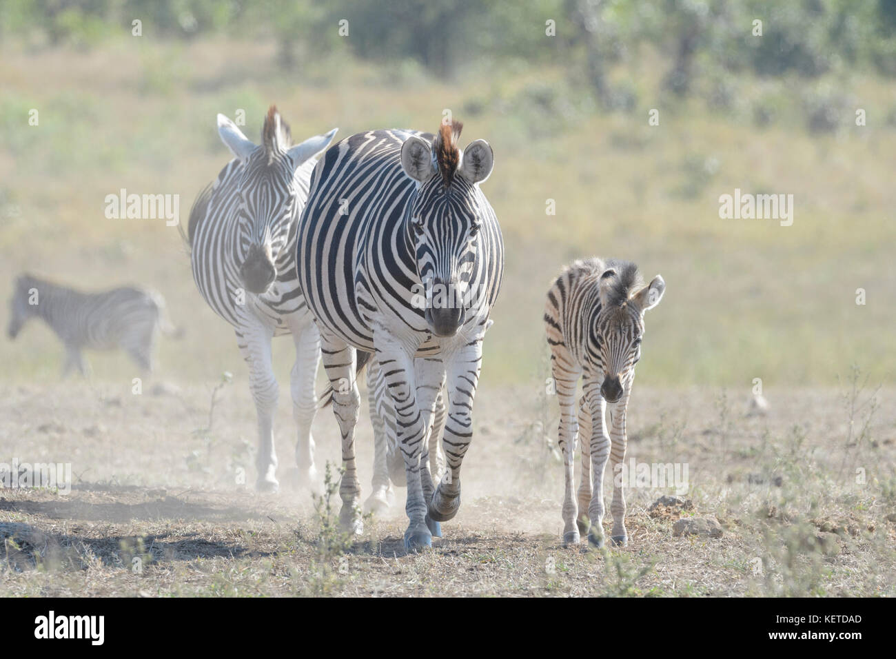 Ebenen Zebras (Equus quagga) Mutter und Fohlen zu Fuß auf der Savanna, Krüger Nationalpark, Südafrika Stockfoto