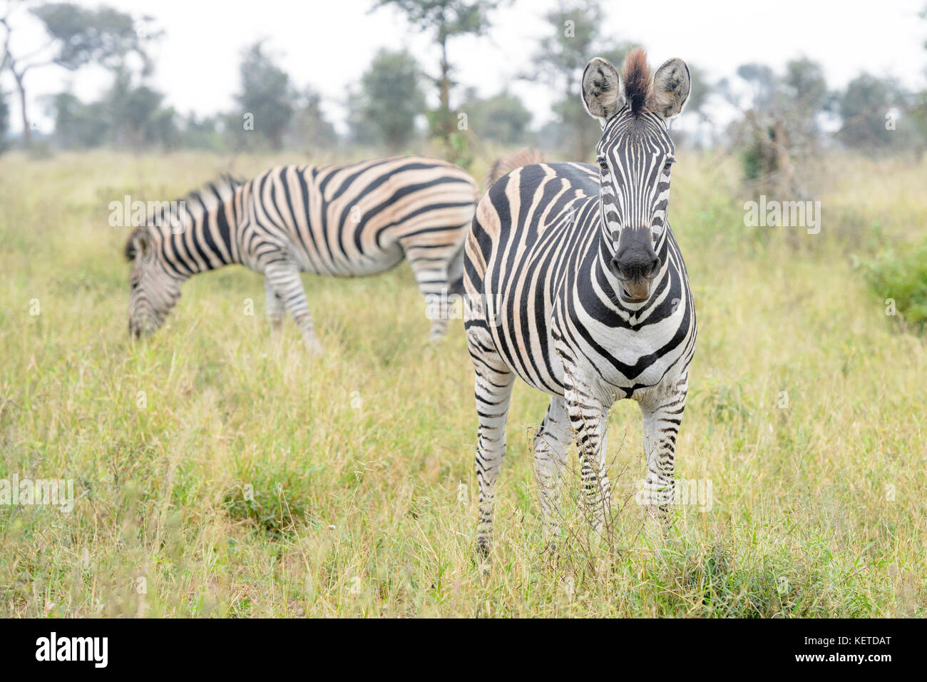 Burchell's Zebra- oder Ebenen Zebra (Equus quagga), an der Kamera suchen, Krüger Nationalpark, Südafrika Stockfoto