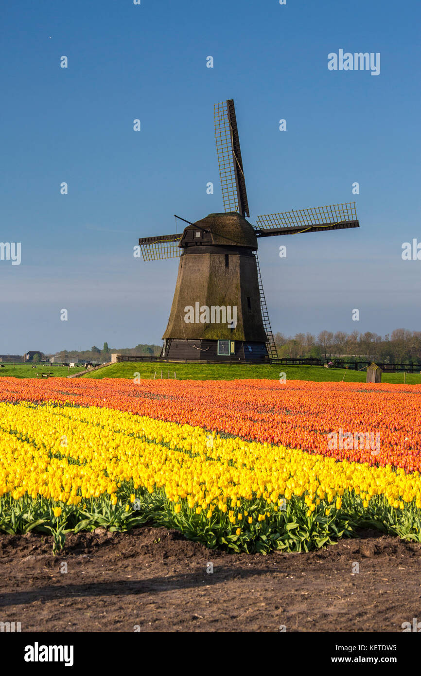 Bunte Tulpenfelder und blauer Himmel Frame die Mühle im Frühjahr berkmeer koggenland North Holland Niederlande Europa Stockfoto