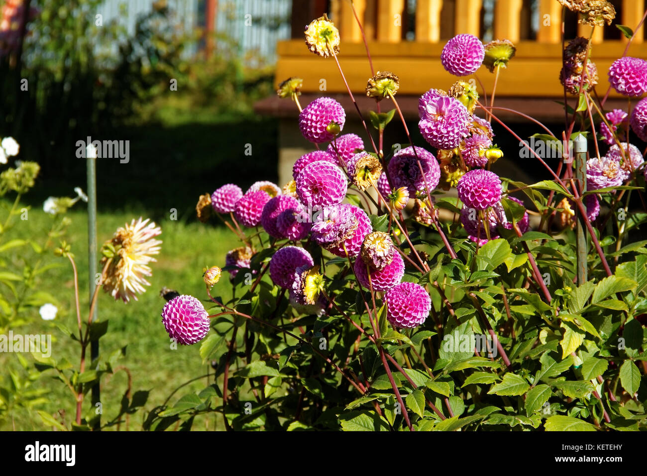 Dahlien im Herbst an einem hellen Tag auf dem Grundstück, Russland Stockfoto