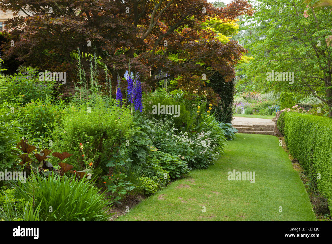 Den gelben Rahmen mit Spritzern von Blau in sanften Morgenlicht an Kiftsgate Court in der Nähe von Chipping Campden, Cotswolds, Gloucestershire, England. Stockfoto
