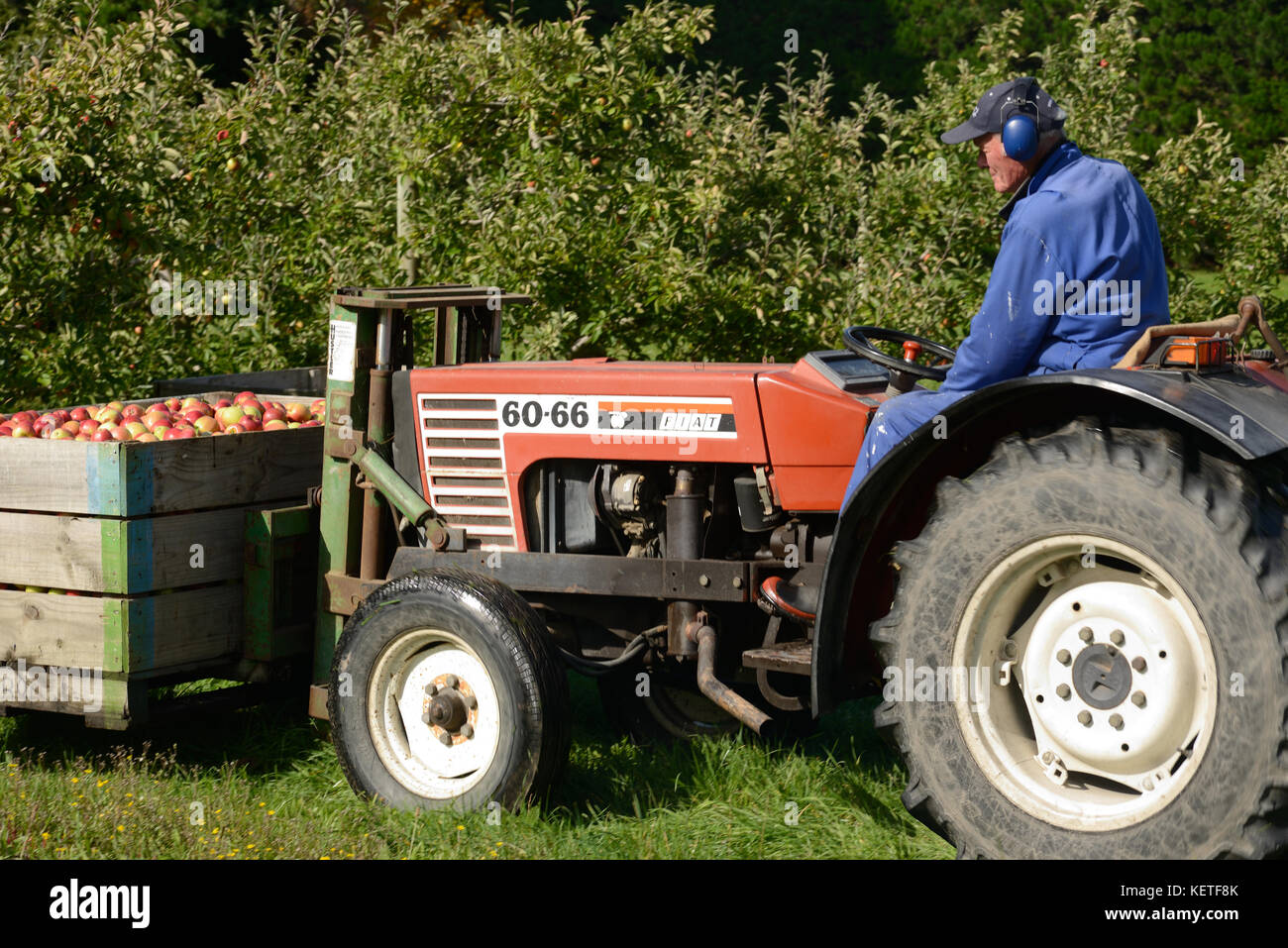 Eine orchardist sammelt ein Fach von Braeburn Äpfel in Neuseeland Stockfoto