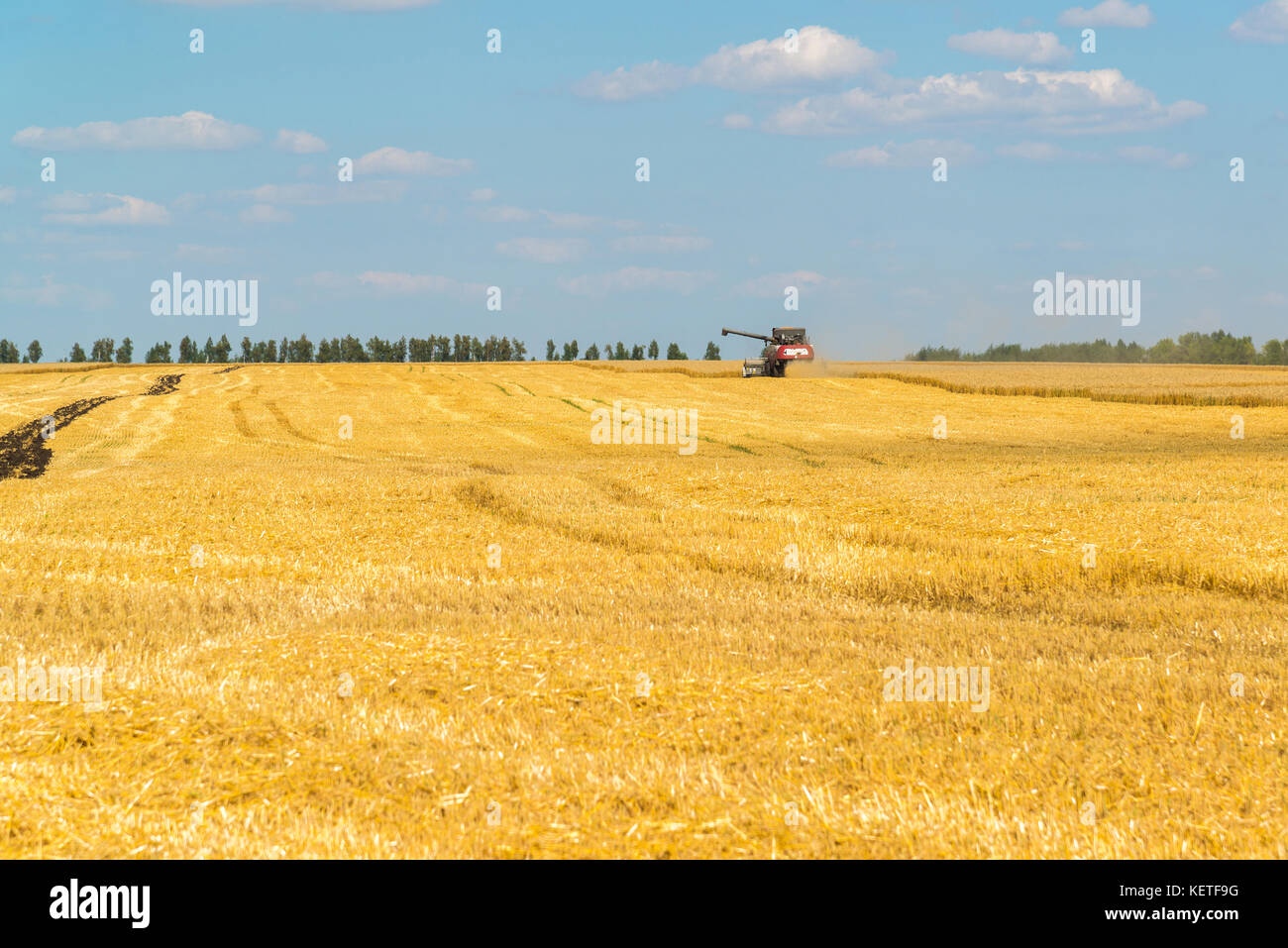 Landwirtschaft in Russland. Die wachsende Korn Stockfoto