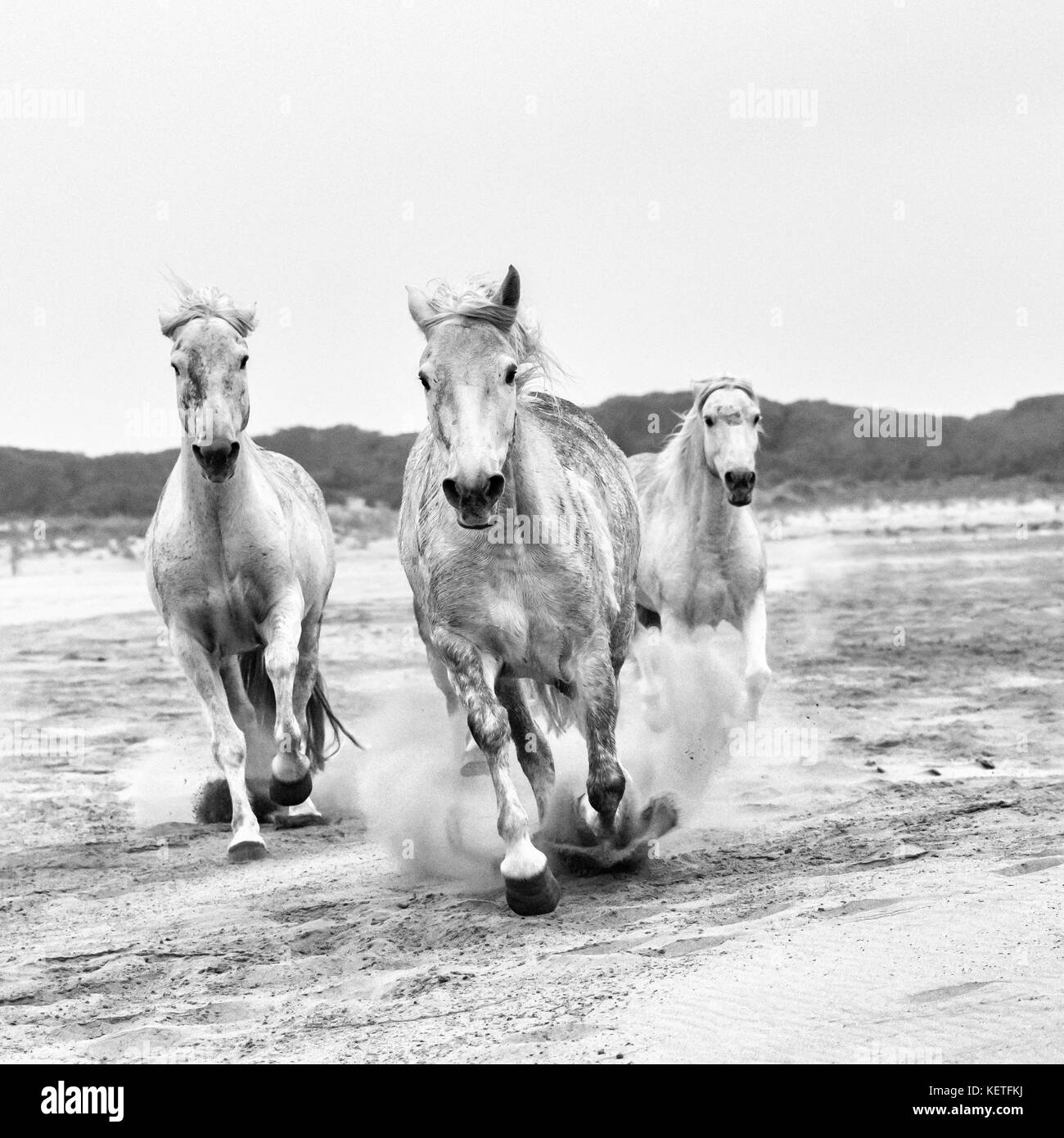 Camargue Pferde (Equus caballus), gallopping durch Wasser in der Nähe von Saintes-Marie-de-la-Mer, Camargue, Frankreich, Europa Stockfoto