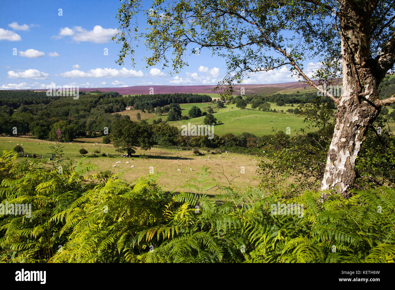 Osten Heide und Moor aus cowhouse pockley Bank Holz North York Moors National Park North Yorkshire Stockfoto