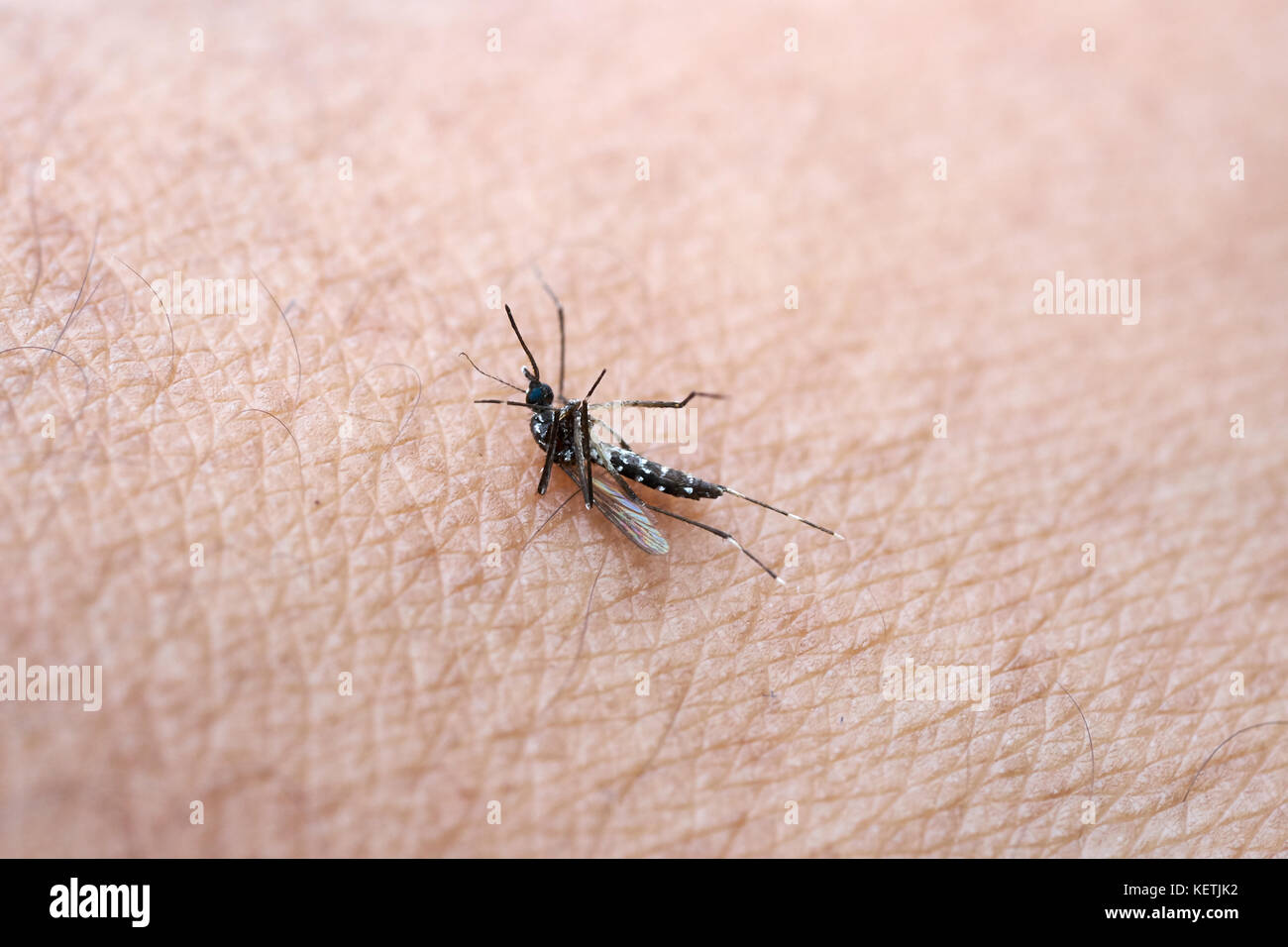 Stechmücken (Aedes aegypti) auf den Schlag der toten Haut der Moskitos sind Träger von Malaria. Stockfoto