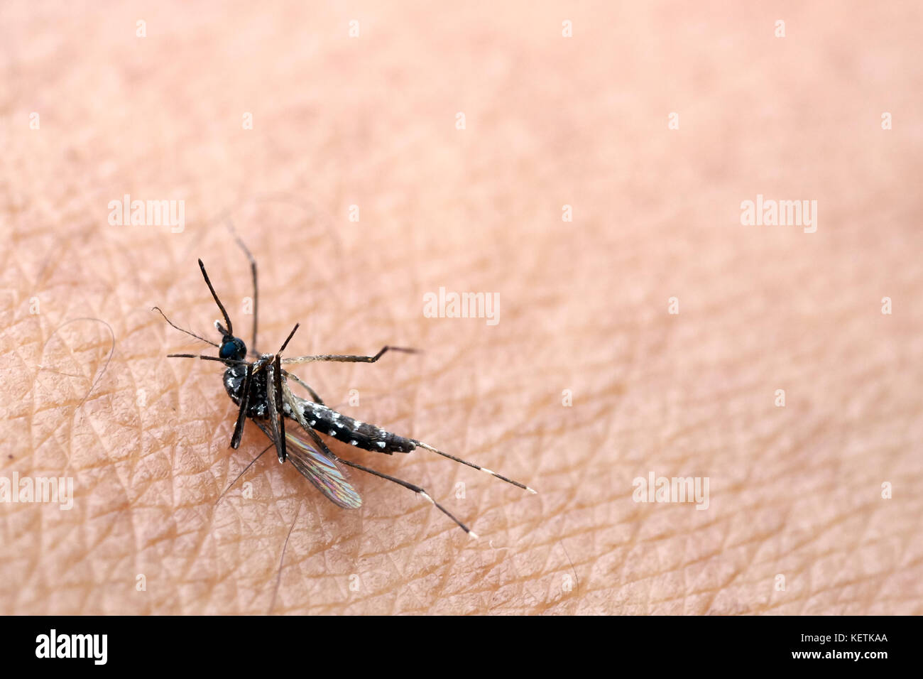 Stechmücken (Aedes aegypti) auf den Schlag der toten Haut der Moskitos sind Träger von Malaria. Stockfoto