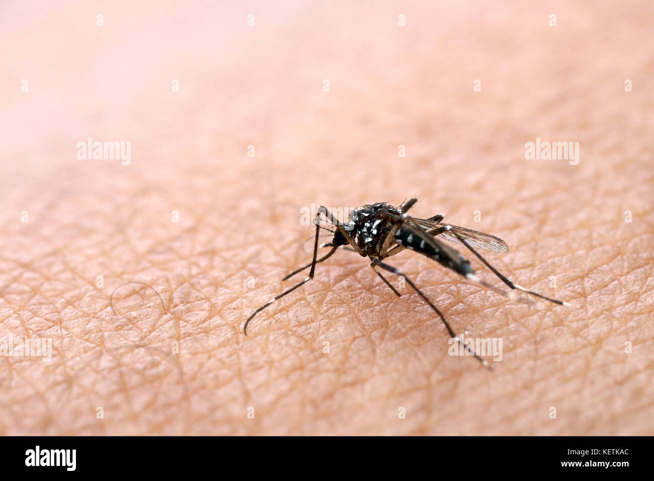 Moskitos sind verteilt auf die menschliche Haut Blut zu saugen. Menschen, die Moskitos oder moskito Bisse bekommen. Malaria Krankheit verursachen. Die Mücken sind ein gefährlicher Stockfoto