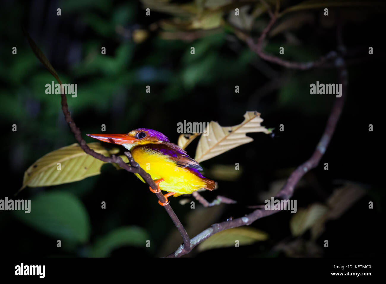 Eisvogel auf Zweig der Baumstruktur bei Nacht Stockfoto