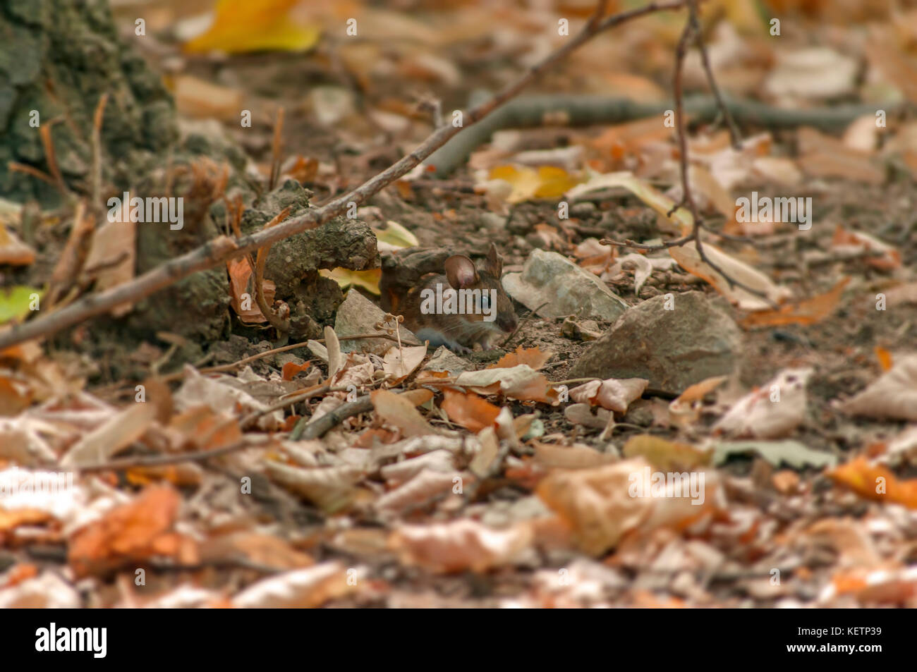 Kleiner Wald Holz- Maus peaking aus der Bohrung Stockfoto