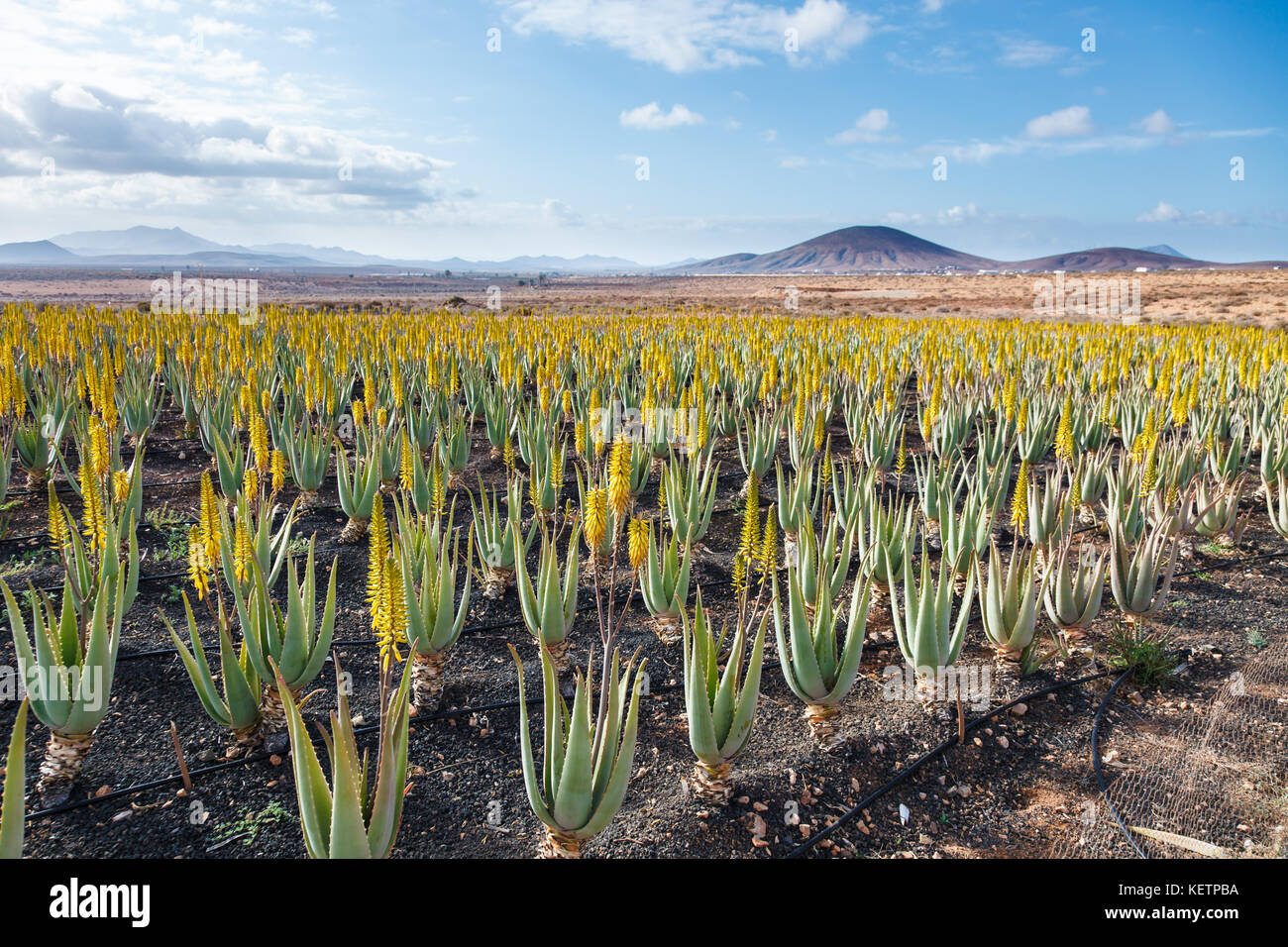Aloe Vera Farm Plantage Stockfoto