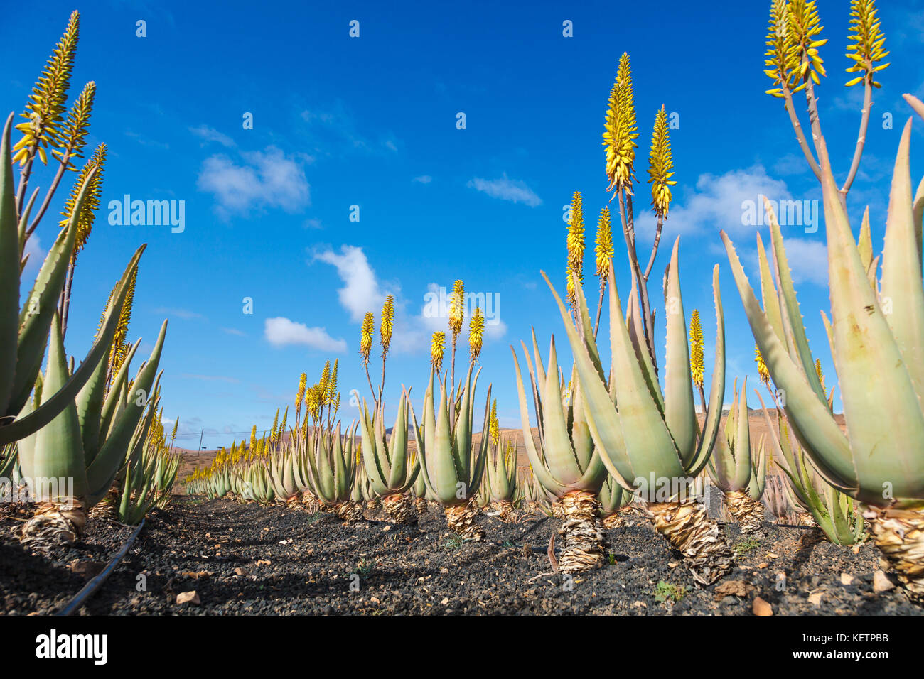 Aloe Vera Farm Plantage Stockfoto
