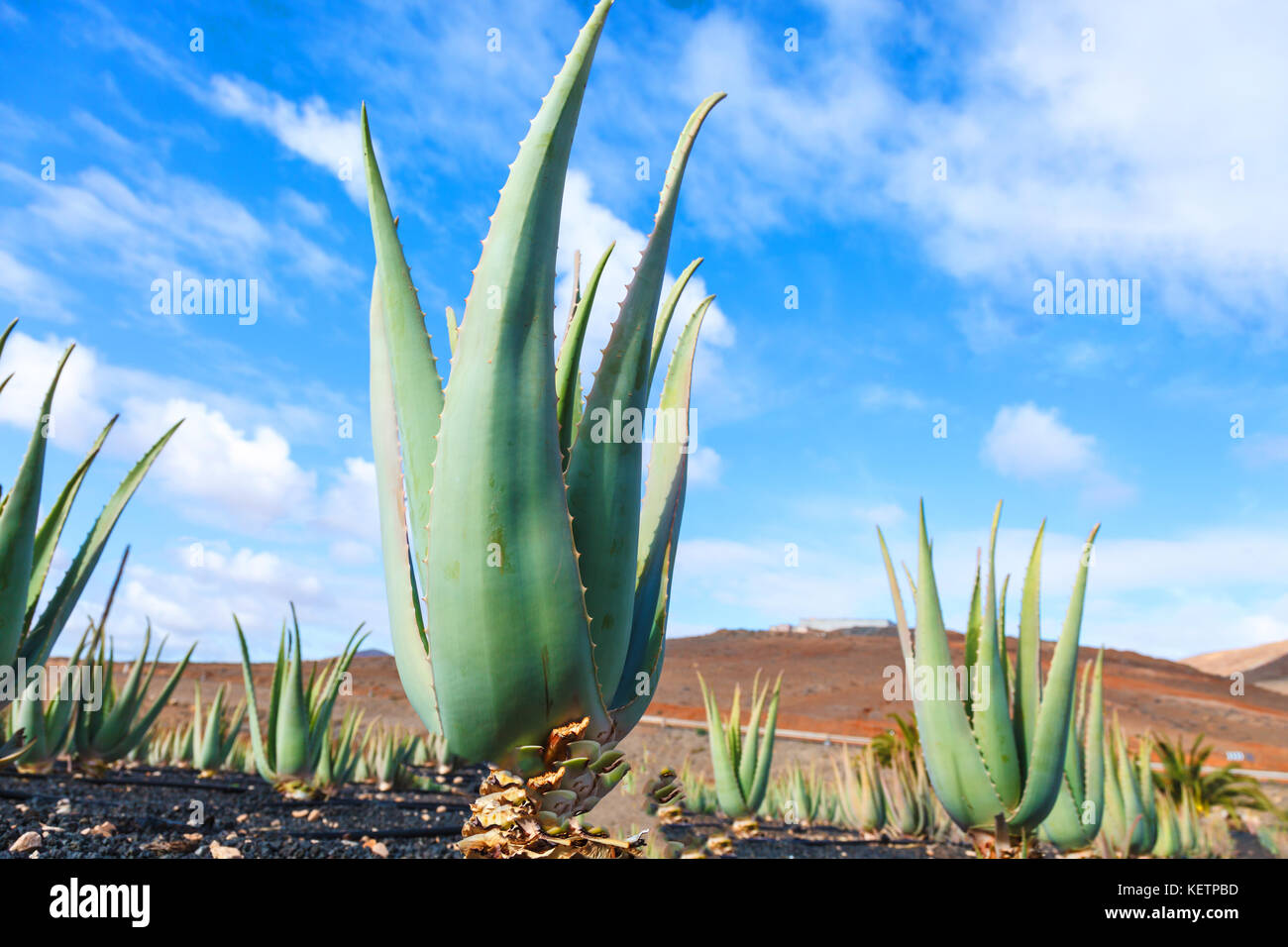 Aloe Vera Farm Plantage Stockfoto