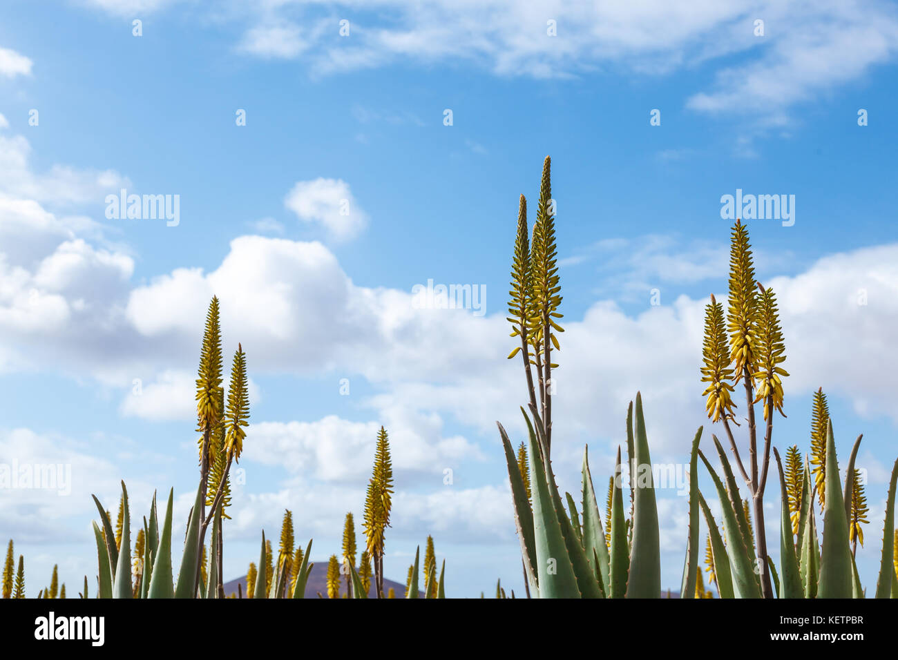 Aloe Vera Farm Plantage Stockfoto