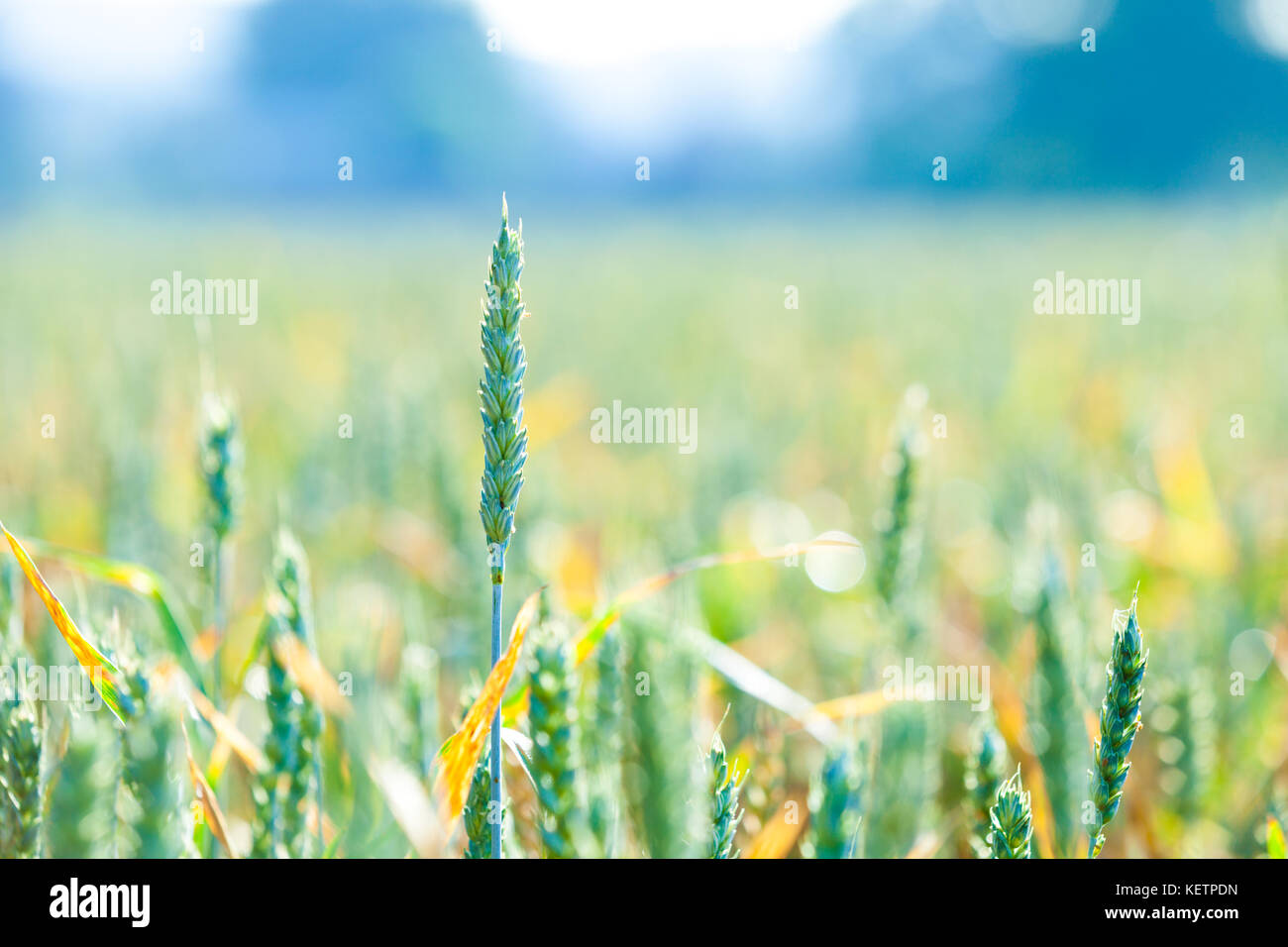 Grüne Weizen im Bereich Stockfoto