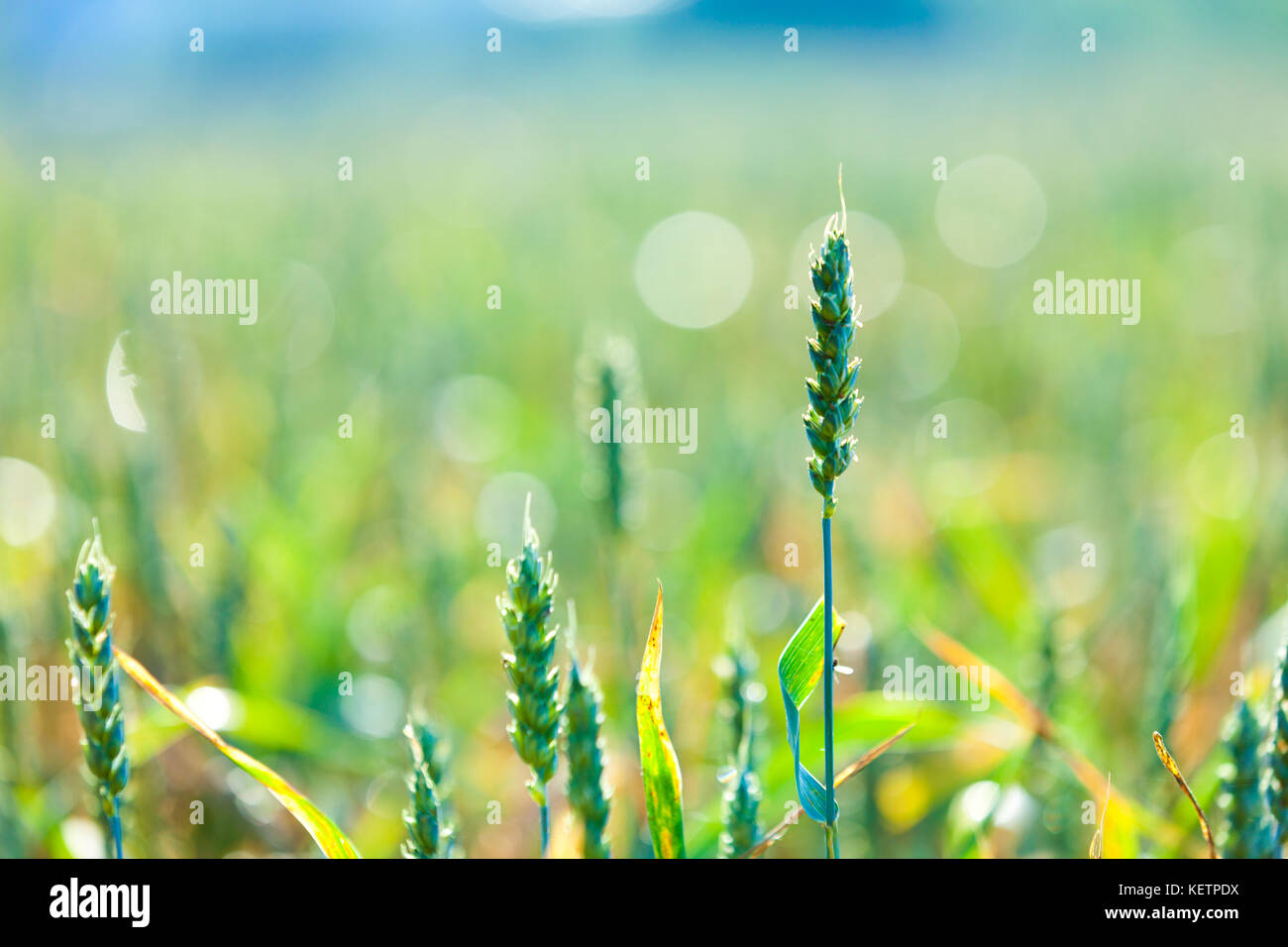 Grüne Weizen im Bereich Stockfoto