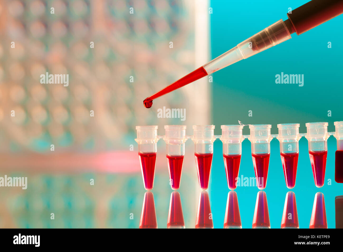 Pipette und PCR-Streifen Stockfoto