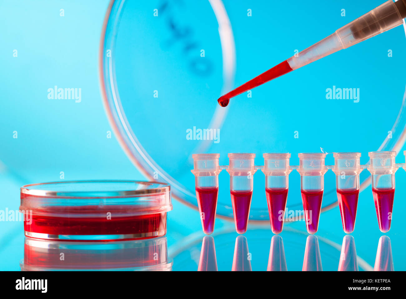 Pipette und PCR-Streifen Stockfoto